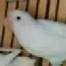 4birdzz