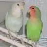 chukily