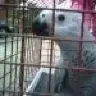 ParrotLover