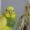 FeatherLife
