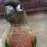 LouieTheBird