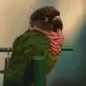 crazybirdlady19