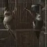 birdycrazy