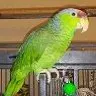 Birdmom2a2