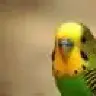 BirdMama11