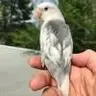 UlyBirb