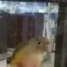 birbsaremyjam