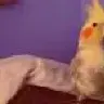 Shxnn_nn