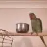 Bakert