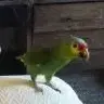 RedLoredAmazon