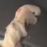 Mmdrake