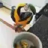 Anicas_Macaw