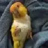 mojo_the_caique