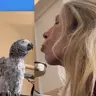 Kenya Parrot