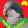 Noahs_Birds