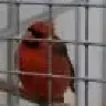 cardinalMom