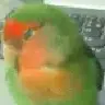 parrotman29