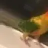 mangothesunconure