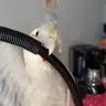 birbsRcool