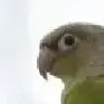 gv2203