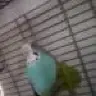 Birdluvli