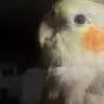 worriedcockatielowner