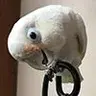 thedailycockatoo