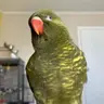 LorikeetBirb