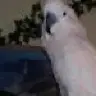 mangobaby