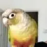 Disco_Parrot
