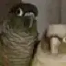 MsKista