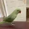 skyethealexandrine