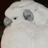 Cocka2