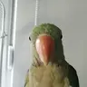Neo