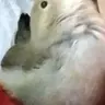 ZukiBirb