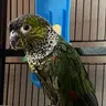 ScarletTheBird
