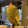 ZiggyBHC