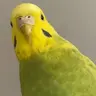 MeadowTheKeet