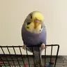 Budgie_Addicted