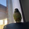 Theo_the _best_birb!!!