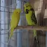 GBudgie