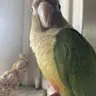sparrowwandering