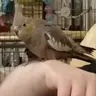 striipey