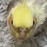 soobsborne