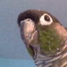 oliver_is_the_best_birb
