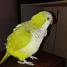 Floofy