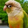 GreenCheek253
