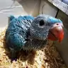 birbgurl