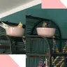 Banana_Bird