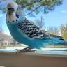 BlueBoy